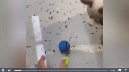 Speedy Tail 2.0™ Cat Toy